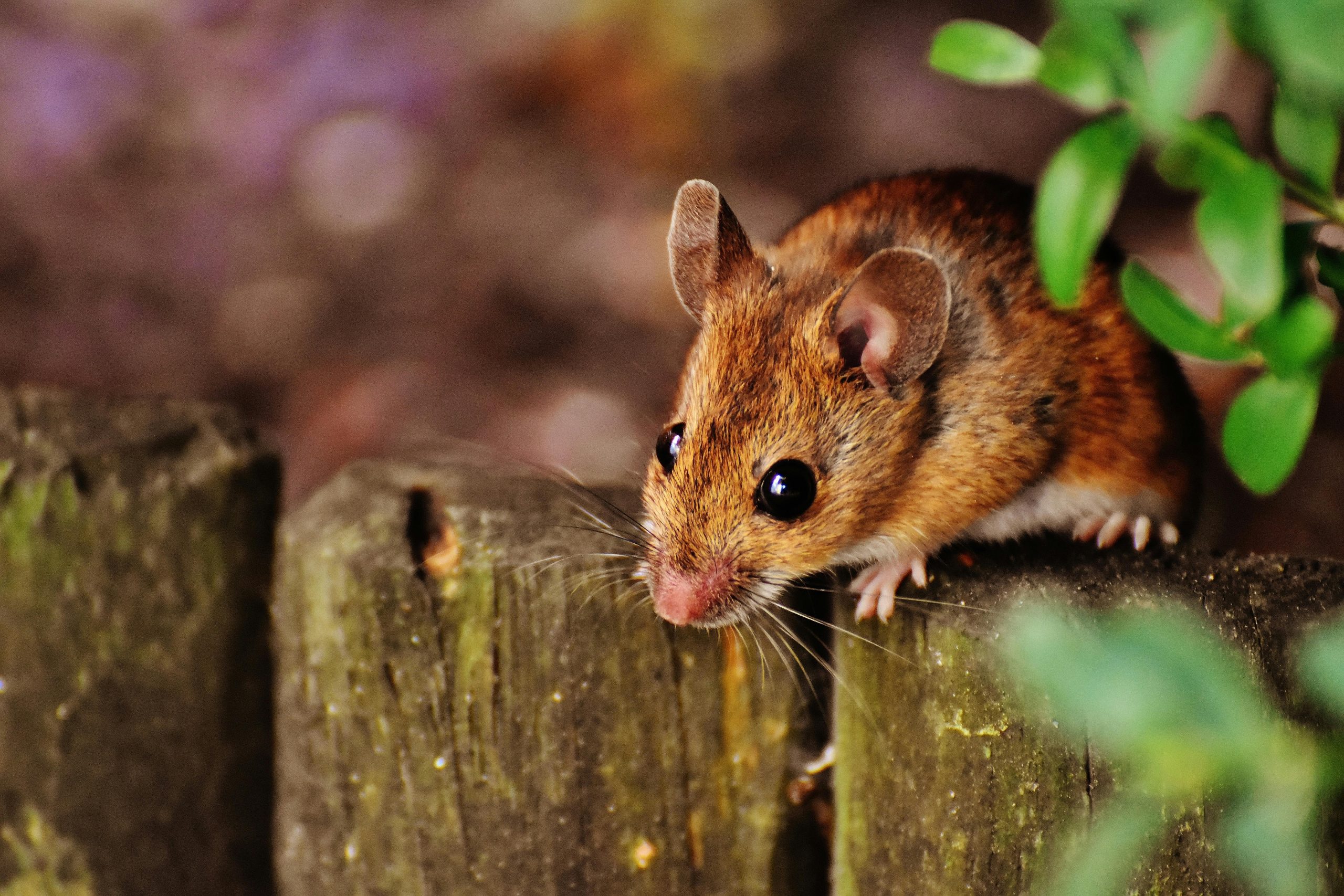 How Leaving Your Garage Door Open Can Lead to a Rodent Invasion: A Cautionary Tale