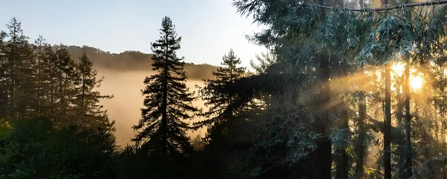 Rodents in Marin: Even Million-Dollar Homes Get Mice