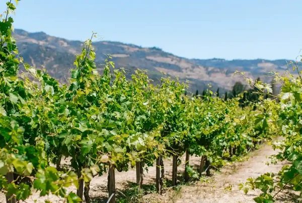 Rodent control in Napa County from Rats.Guru