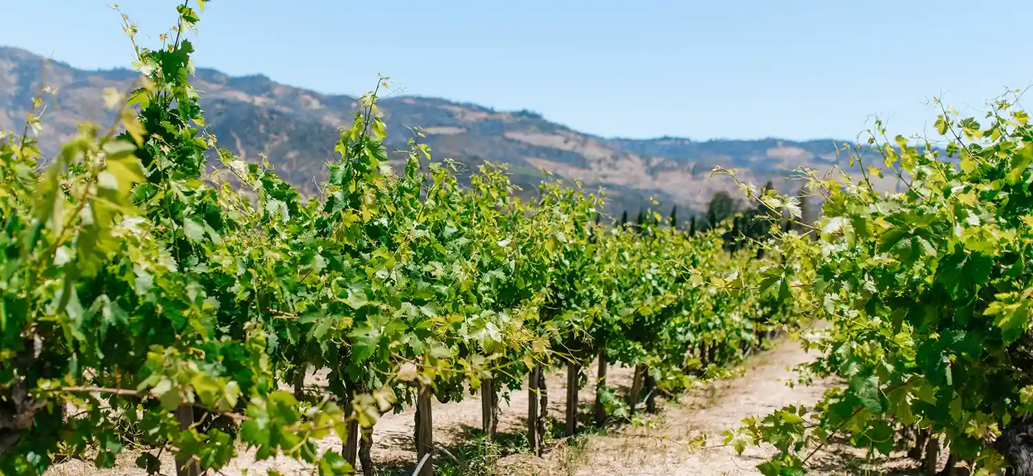 Napa County: World-Class Wine, World-Class Rodents?