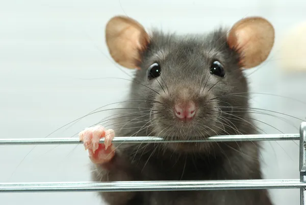 The Elusive Hollywood: A Rat Story That Defies Traps (and Cameras!)